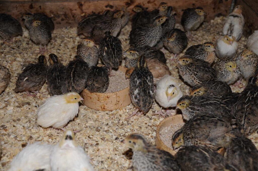 The Costs of Keeping Quail