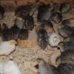 The Costs of Keeping Quail